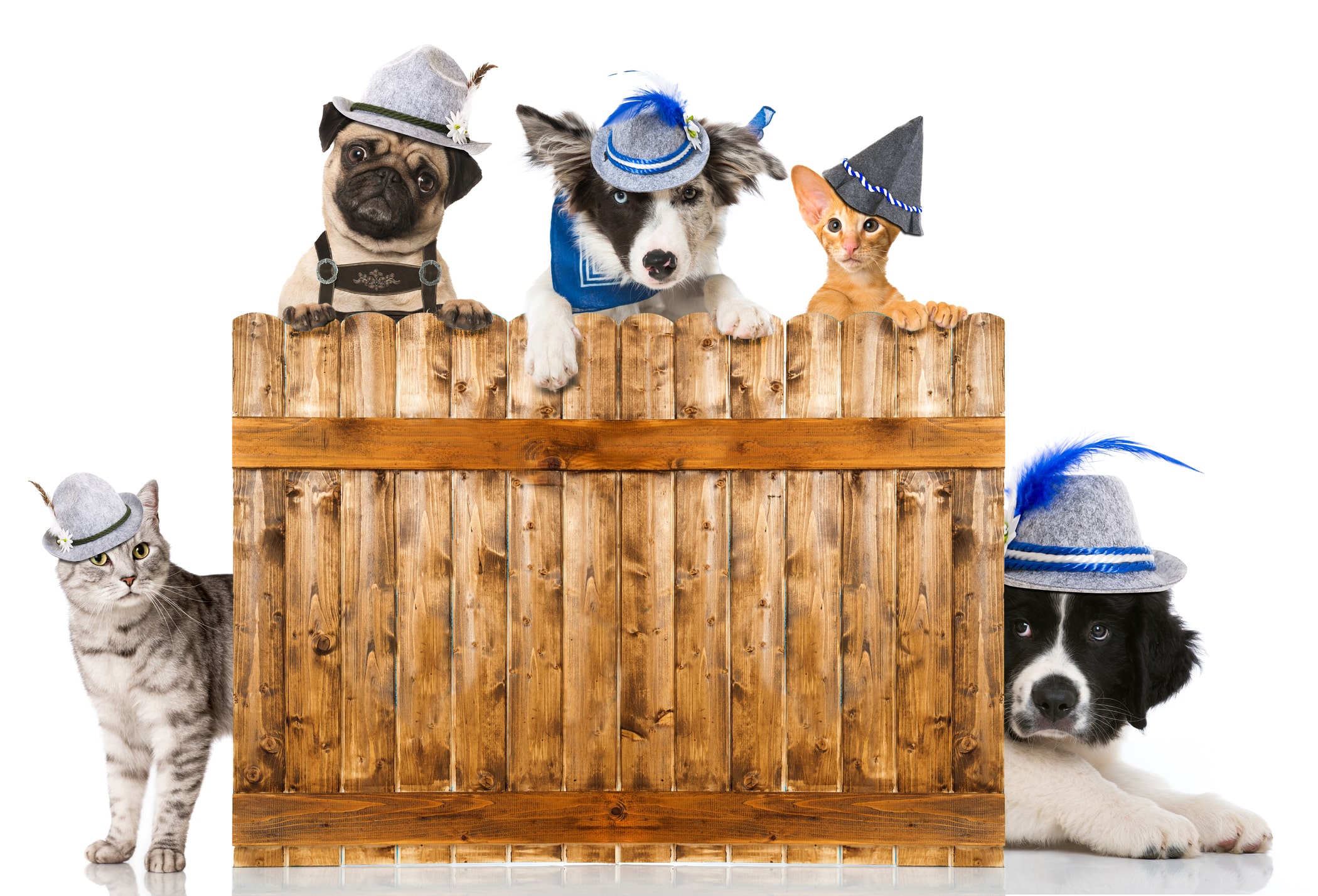 ERV entwickelt wau-miau Tierversicherung weiter.