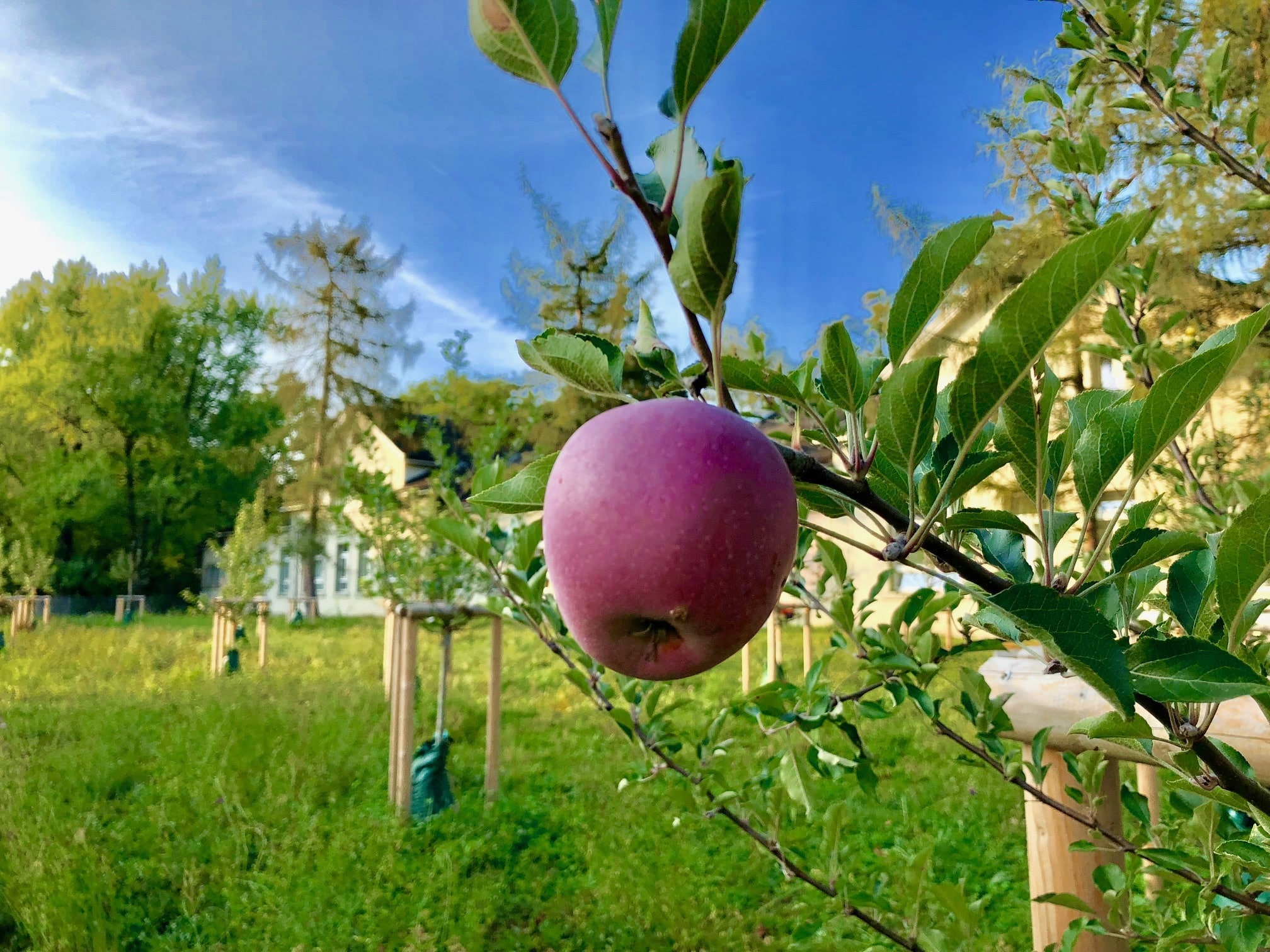 CSS Gesundheitsstudie 2024:Immer mehr Menschen haben eine Burn-out-Erfahrung.