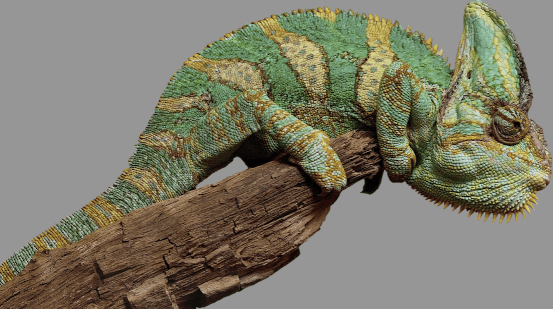 Neuigkeiten: So flexibel wie das Leben selbst. Das neue Vorsorgeprodukt von Pax.