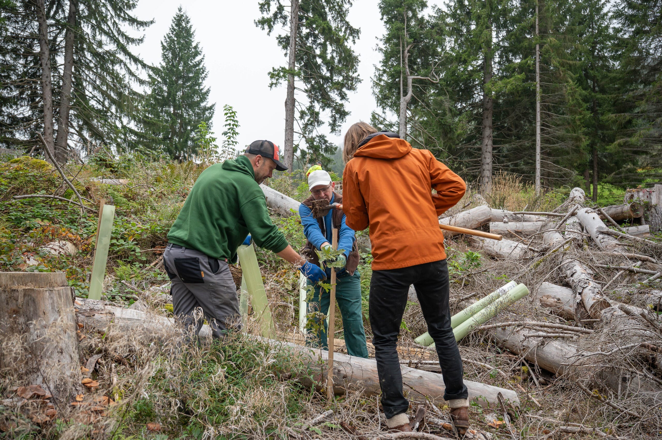 3 800 neue Jungbäume im Sense-Oberland (Kanton Freiburg) gepflanzt.